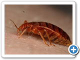 malaria lifecycle