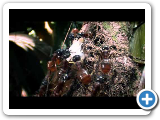 ANTS - Nature's Secret Power (Full)